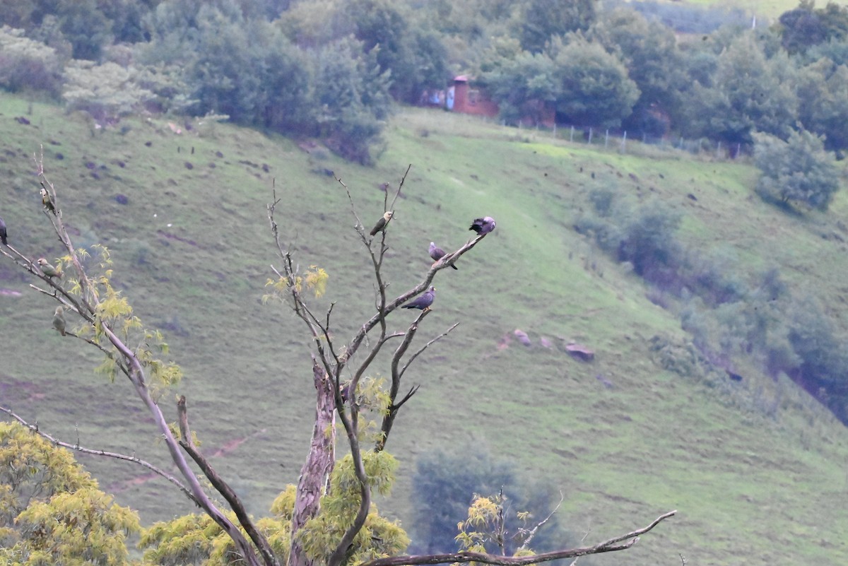 Kap Papağanı - ML647120741