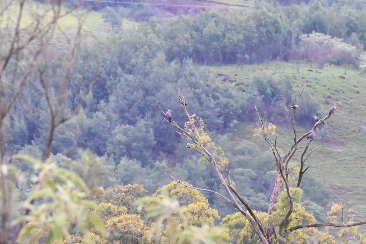 Kap Papağanı - ML647120742