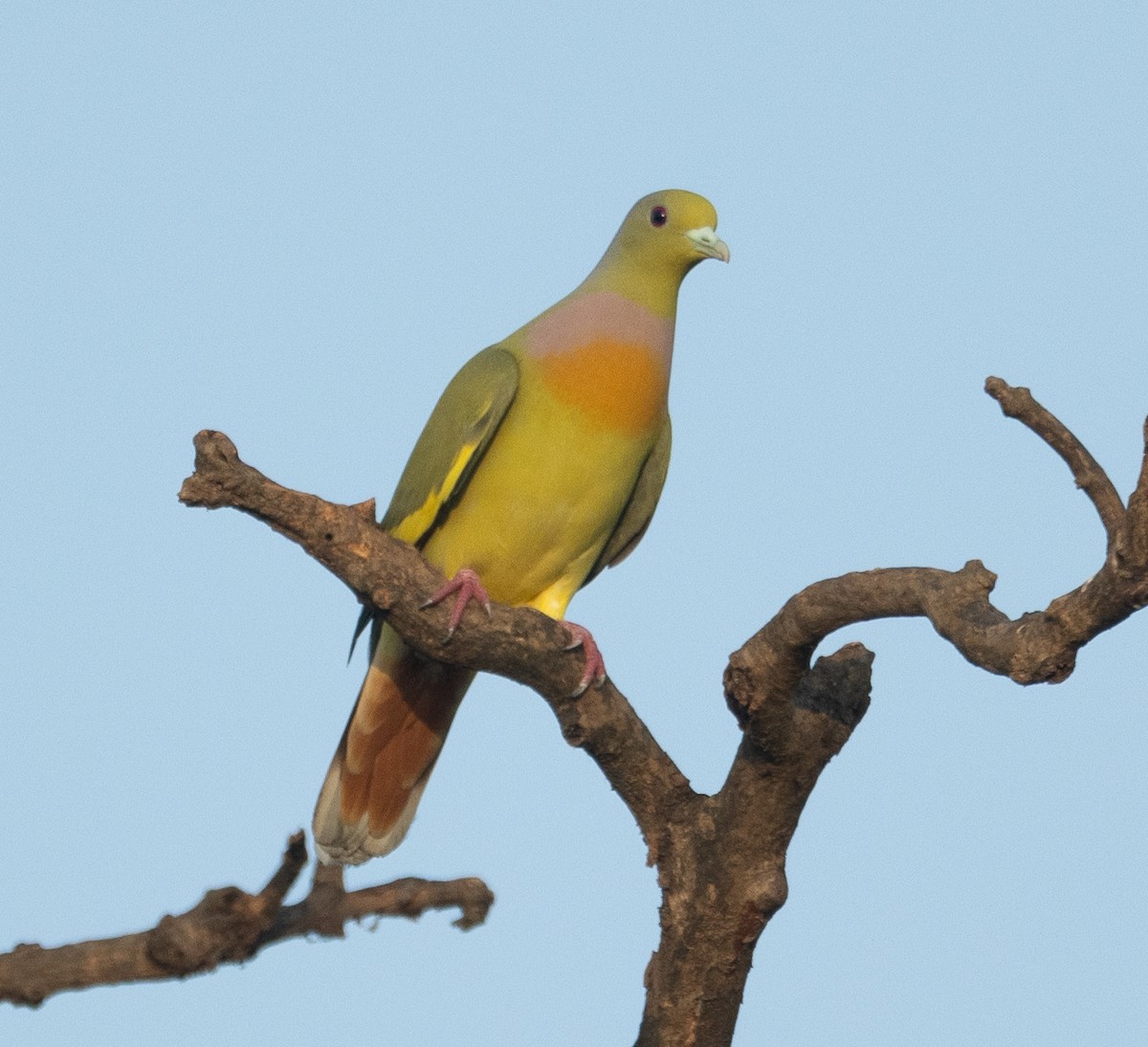 Turuncu Göğüslü Yeşil Güvercin - ML647120743