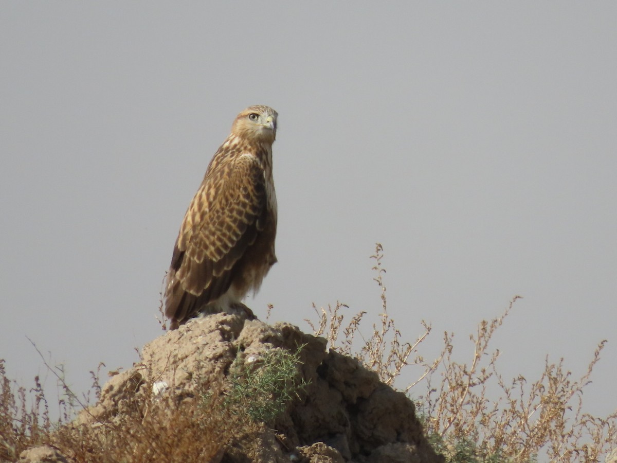 Kızıl Şahin - ML647120744