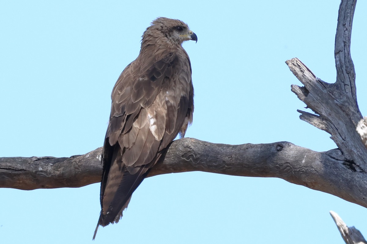 Islıkçı Çaylak - ML647120745