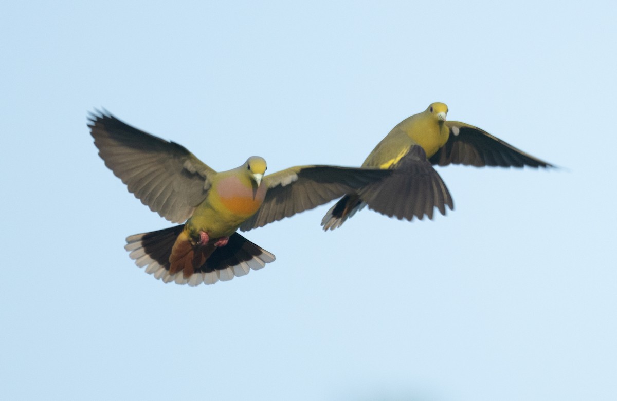 Turuncu Göğüslü Yeşil Güvercin - ML647120746