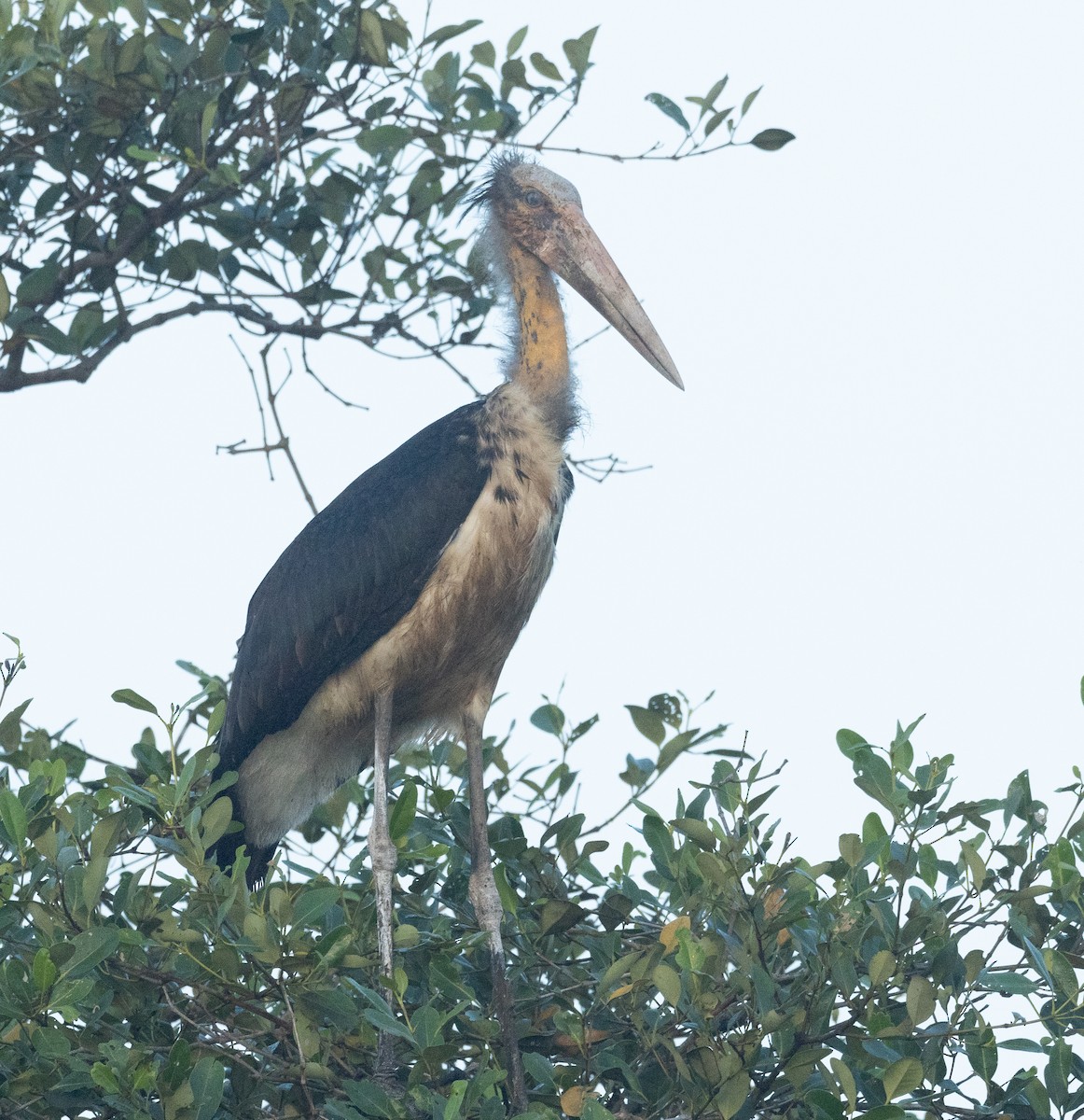 Küçük Marabu - ML647120747