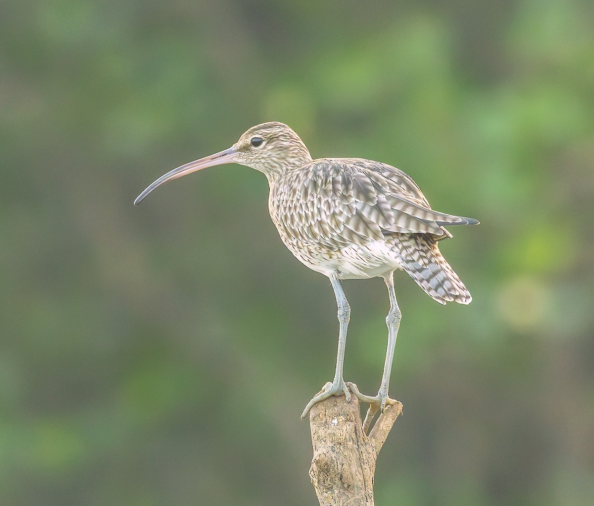 Sürmeli Kervançulluğu - ML647120748