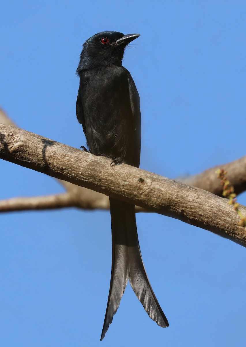 Kül Rengi Drongo - ML647120749