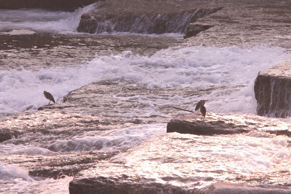 Hint Alaca Balıkçılı - ML647120750