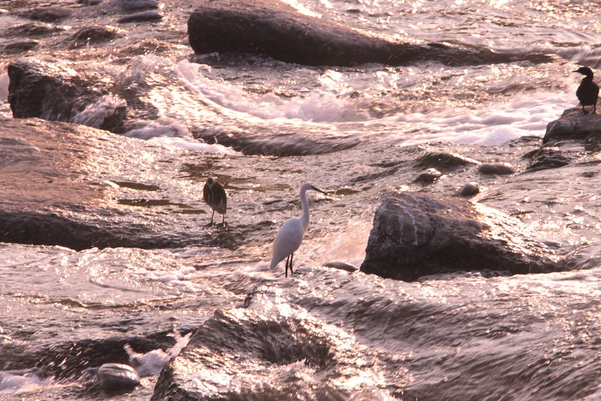 Hint Alaca Balıkçılı - ML647120751