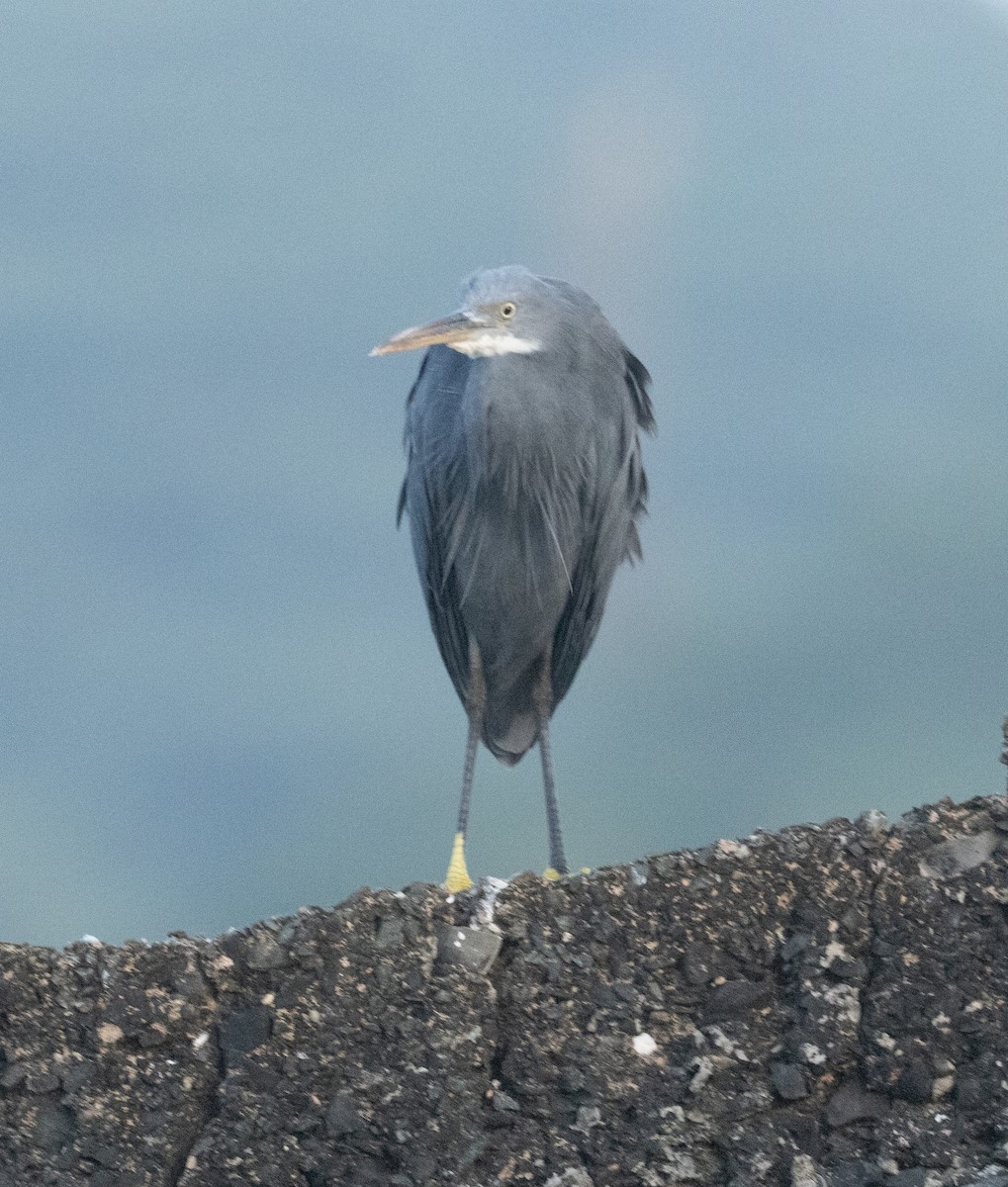 Kıyı Balıkçılı - ML647120752