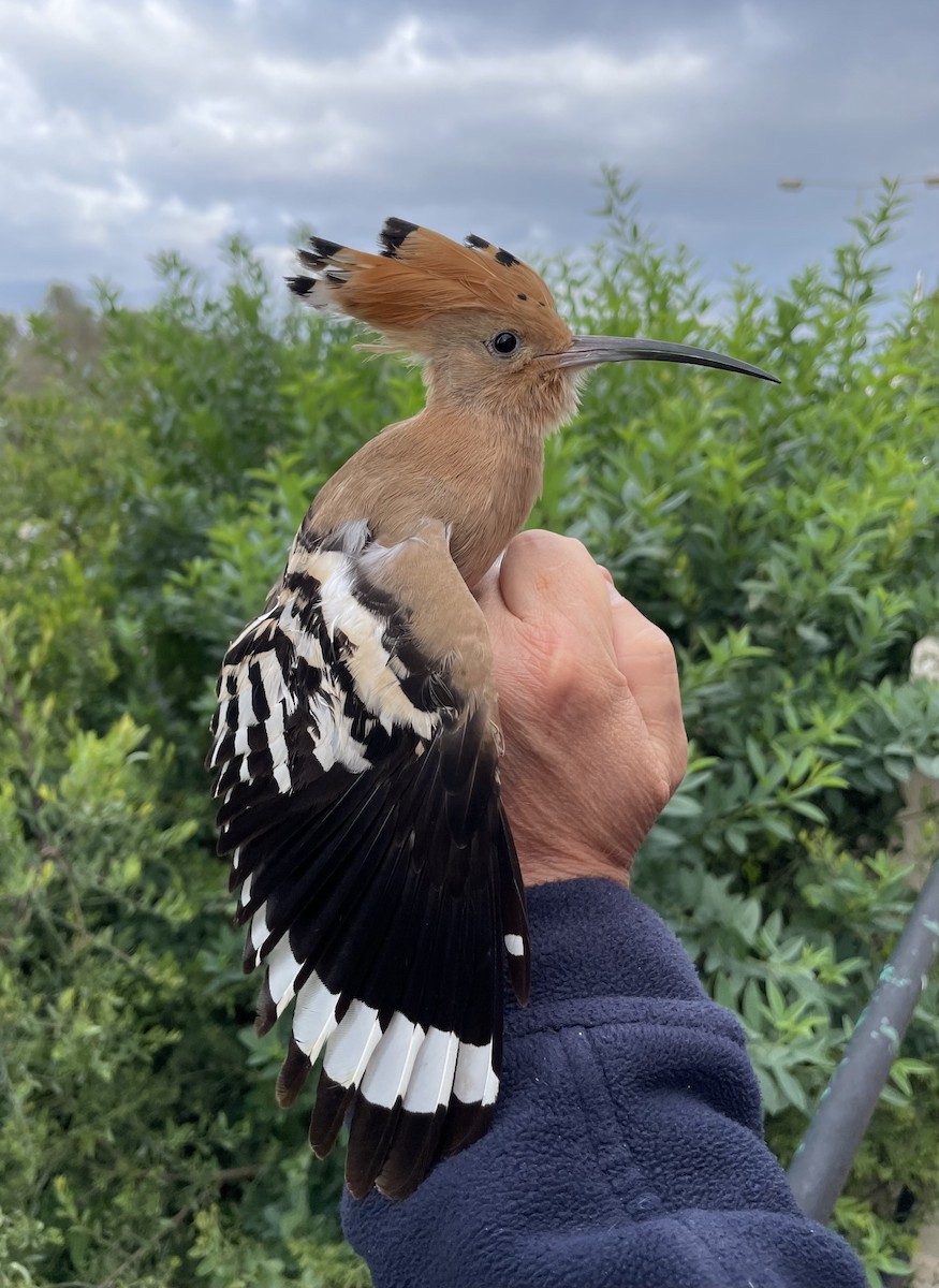 İbibik - ML647120753