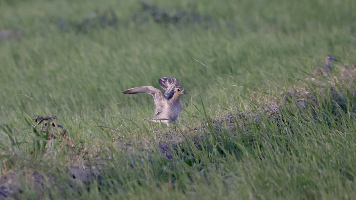 Küçük Altın Yağmurcun - ML647120754