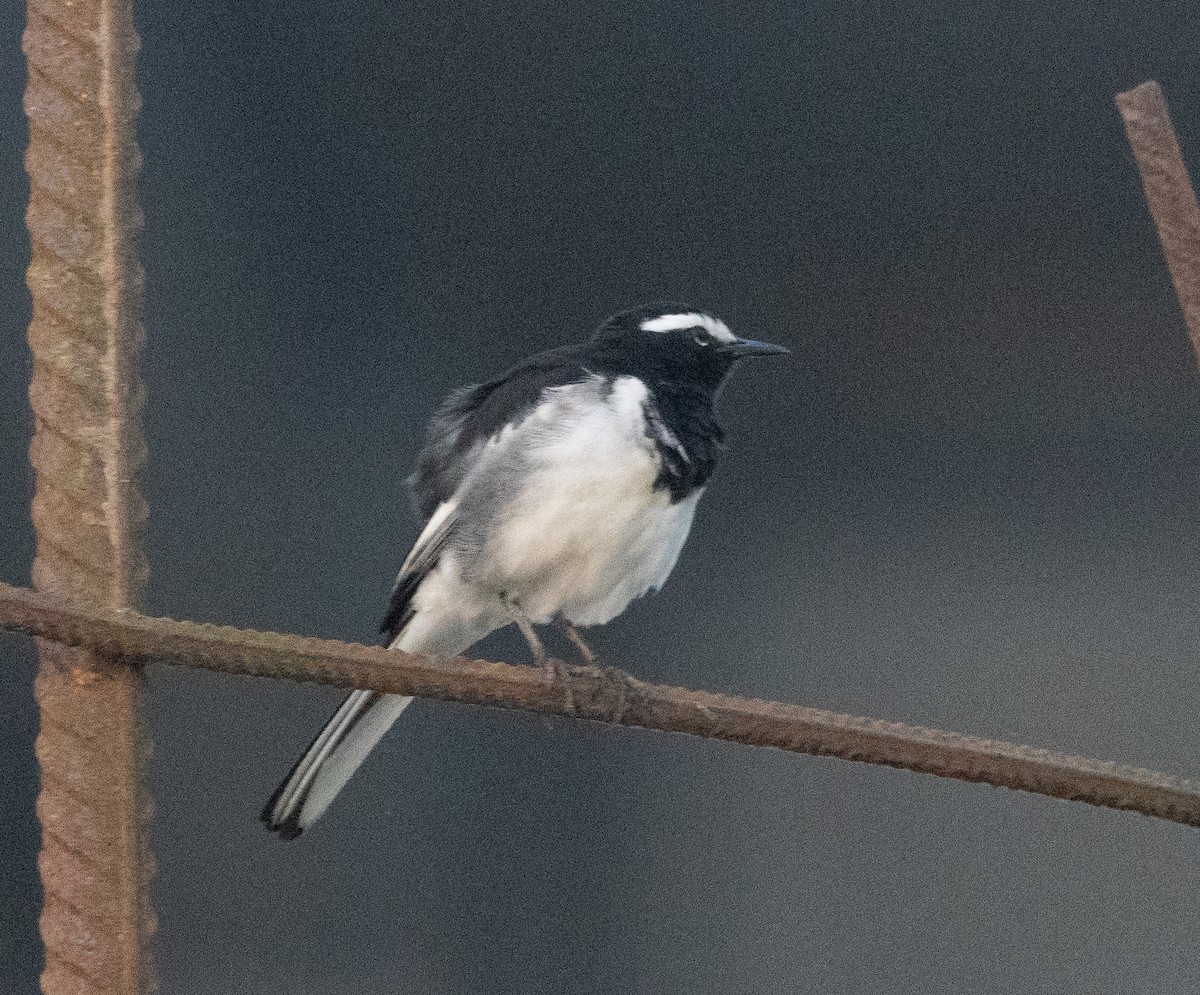 Ak Kaşlı Kuyruksallayan - ML647120755