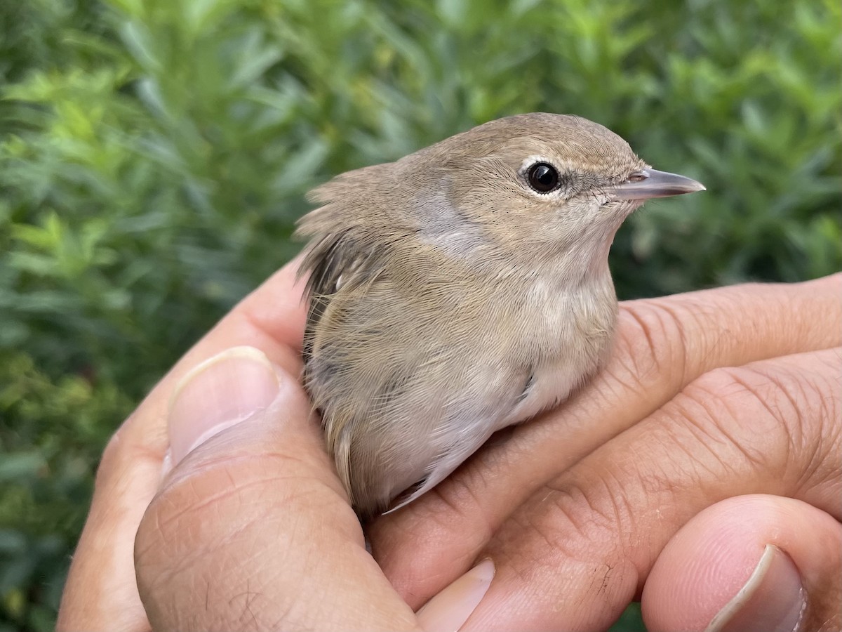 Garden Warbler - ML647120761