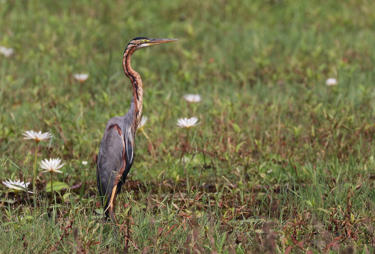 volavka červená - ML647120776
