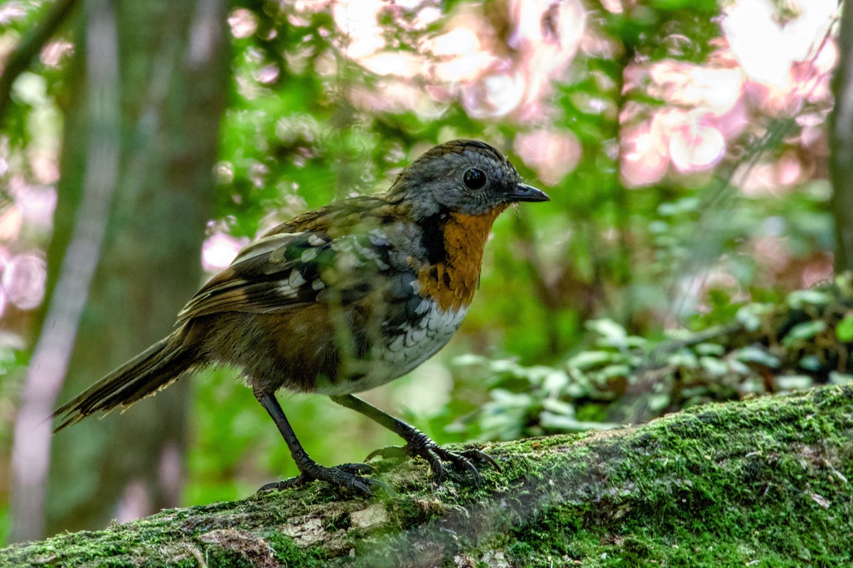 stripeskrapstjert - ML647120778