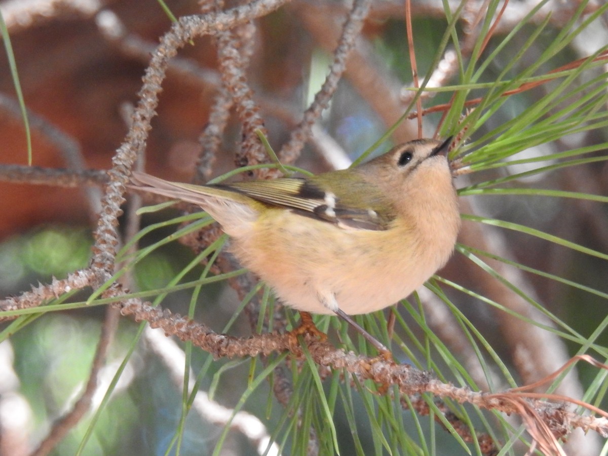 Goldcrest - ML647120779
