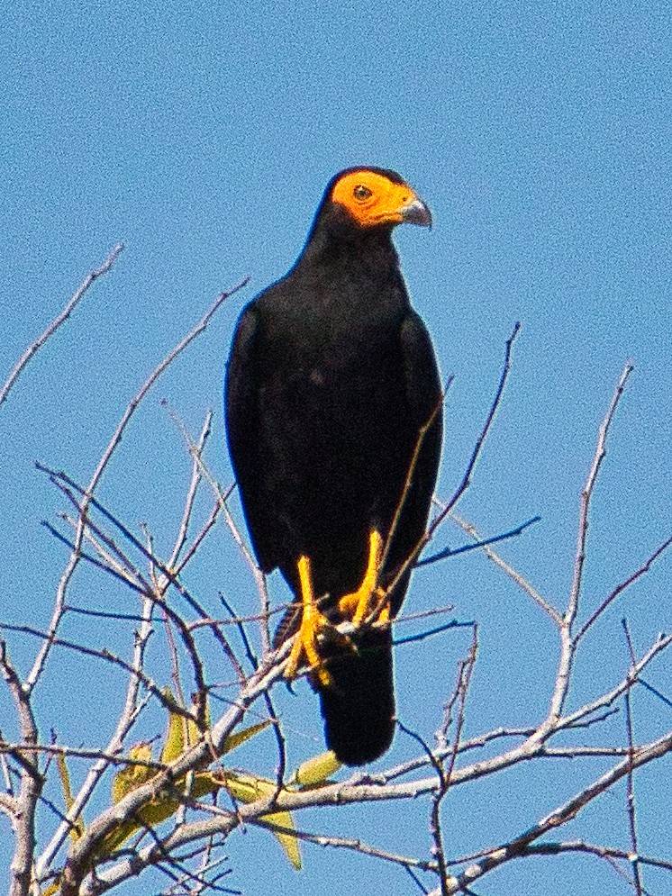 Siyah Karakara - ML647120780