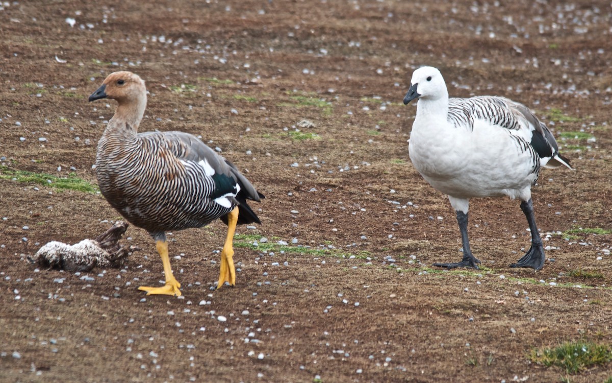 Upland Goose - ML647120782