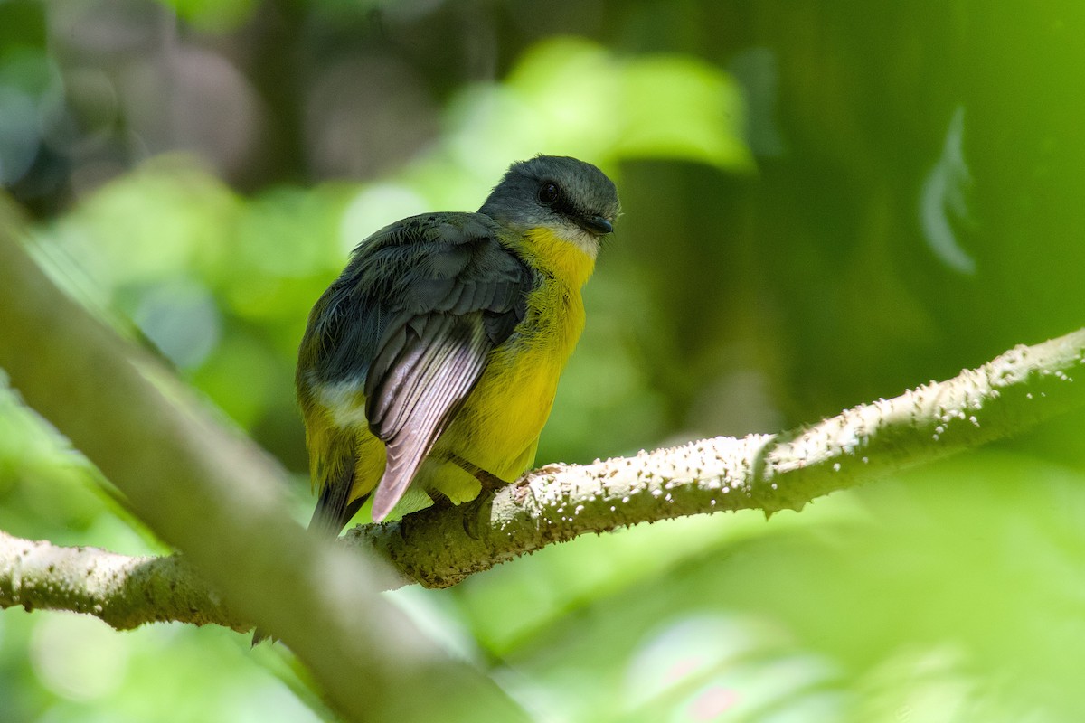 gulbrystflueskvett - ML647120785