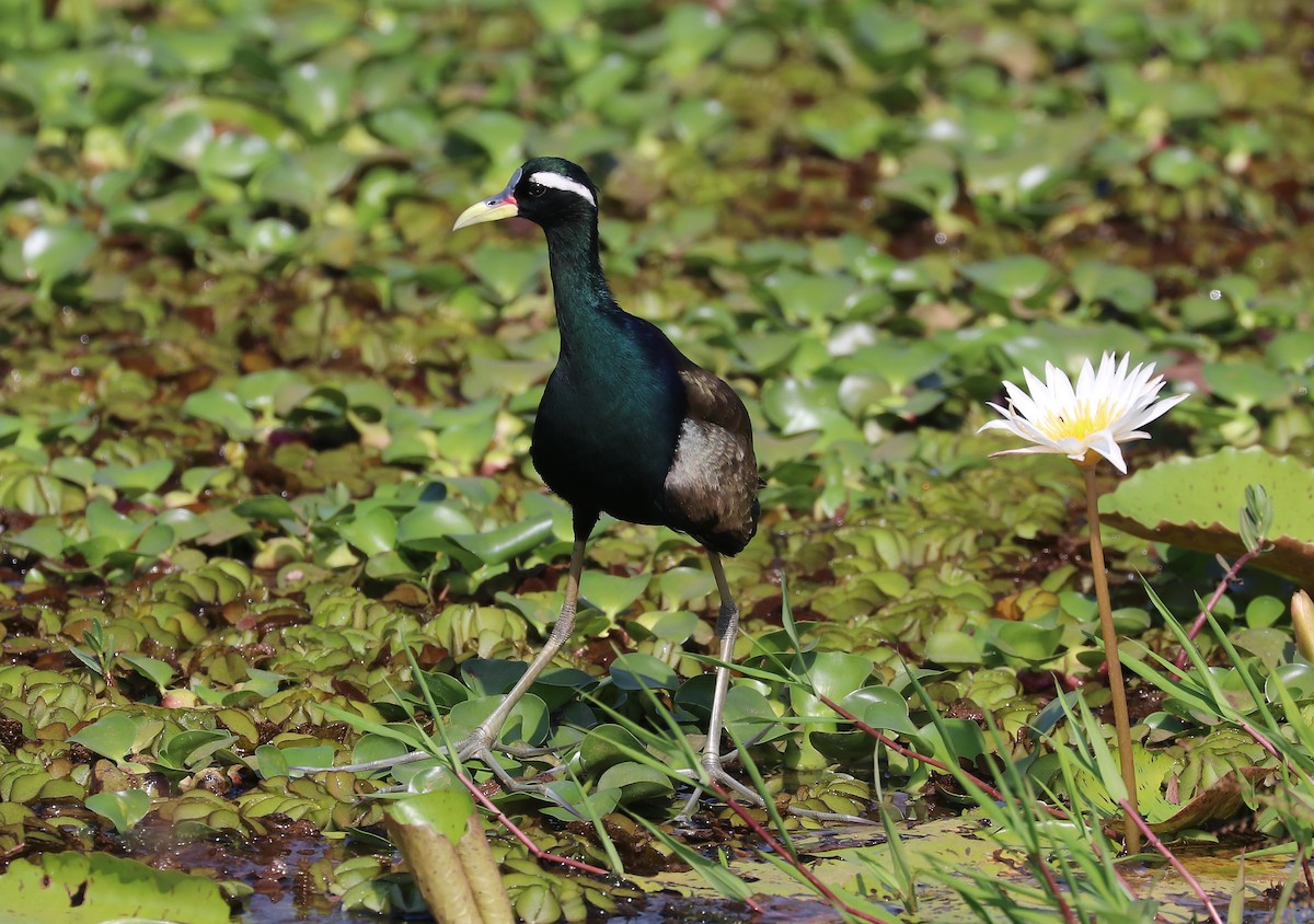 ostnák hnědoocasý - ML647120788