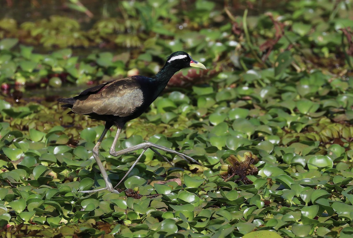 ostnák hnědoocasý - ML647120789