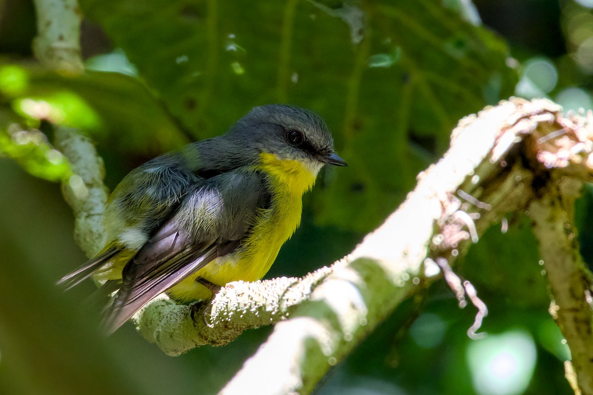 gulbrystflueskvett - ML647120790