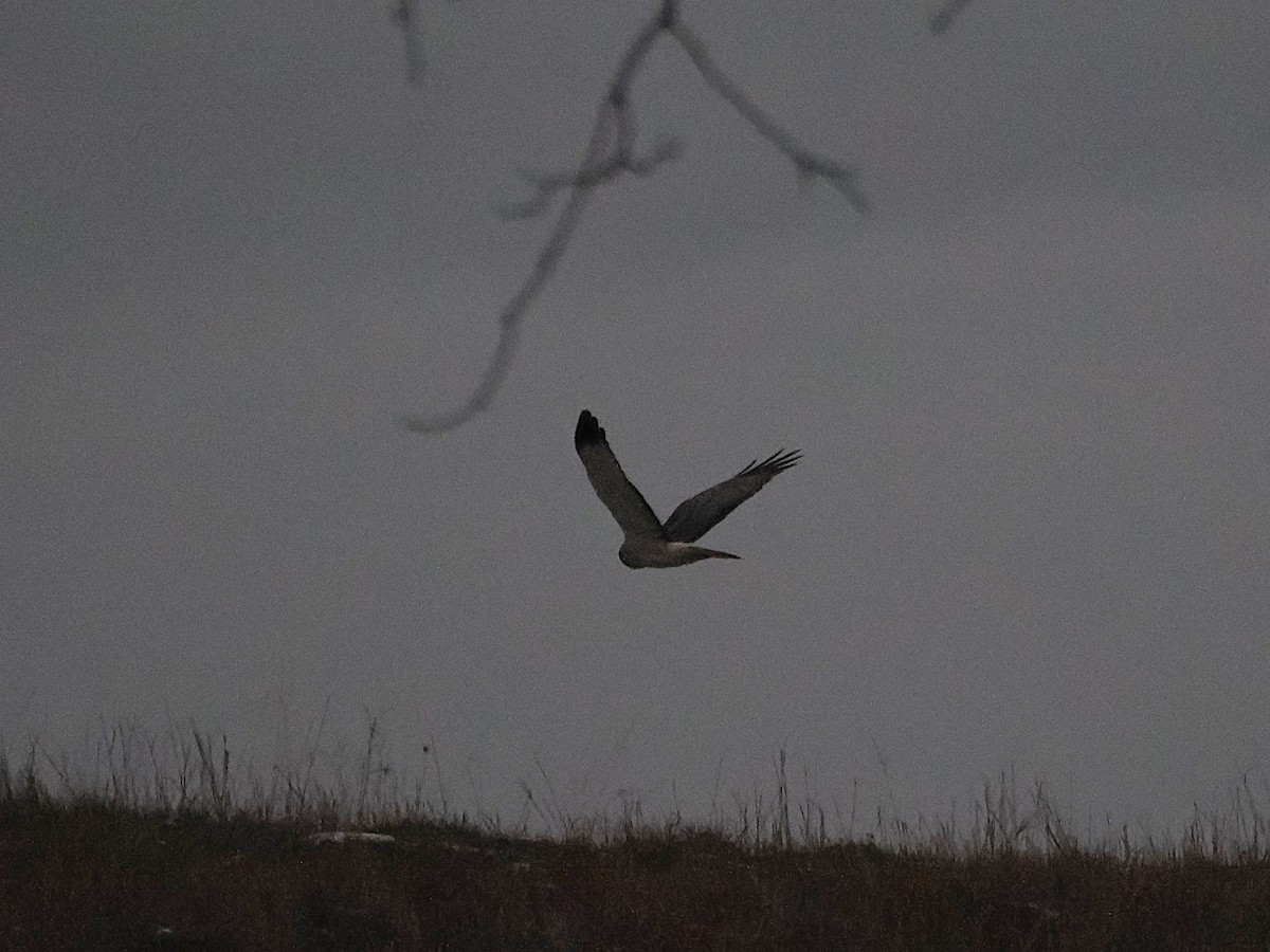 Hudsonweihe - ML647120792