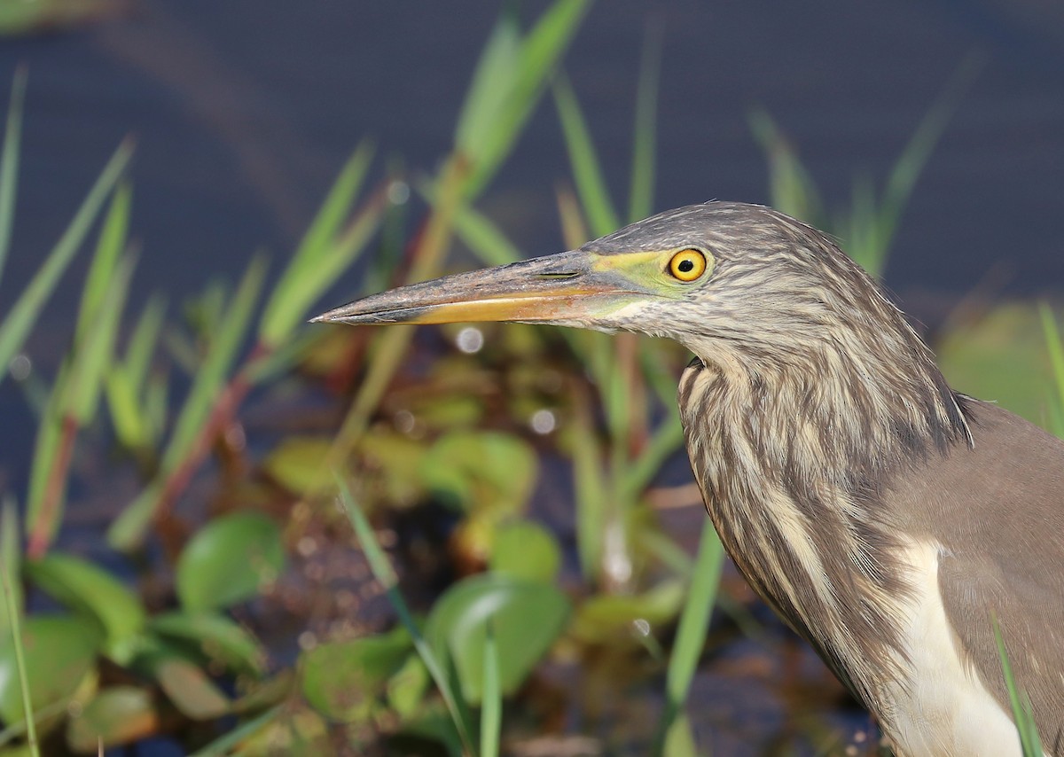 volavka hnědohřbetá - ML647120793