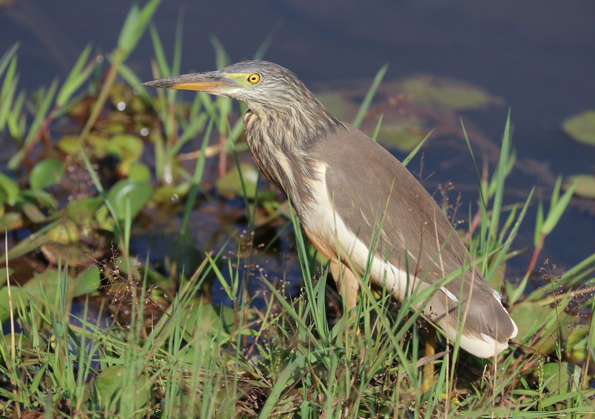 volavka hnědohřbetá - ML647120805