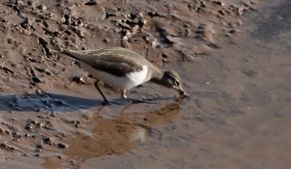 ביצנית לבנת-בטן - ML647120814