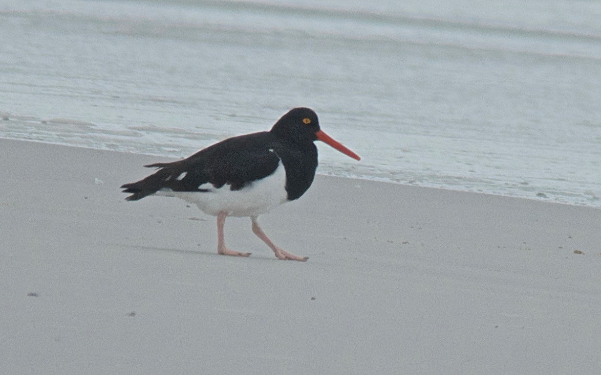 Magellanic Oystercatcher - ML647120816