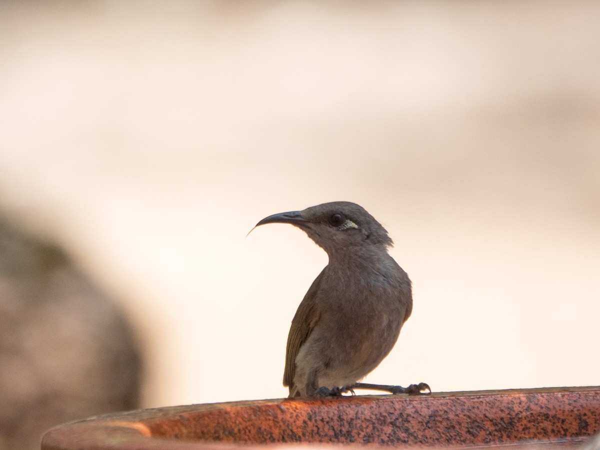 Brown Honeyeater - ML647120832