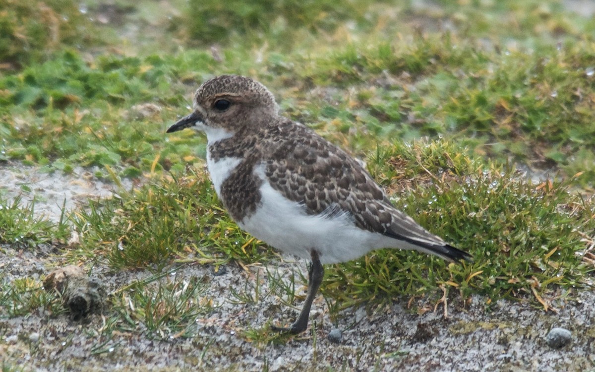 Two-banded Plover - ML647120844