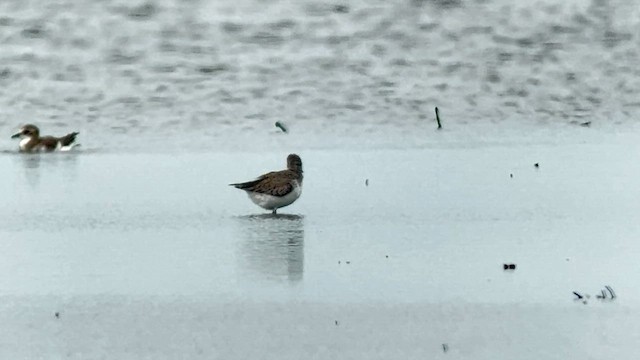 Побережник чорногрудий - ML647120846