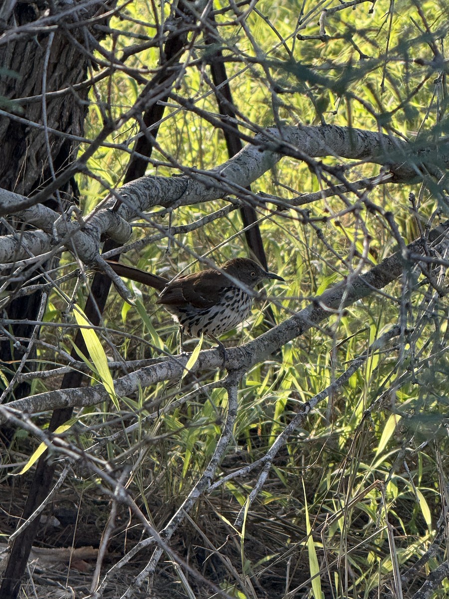 Long-billed Thrasher - ML647120853