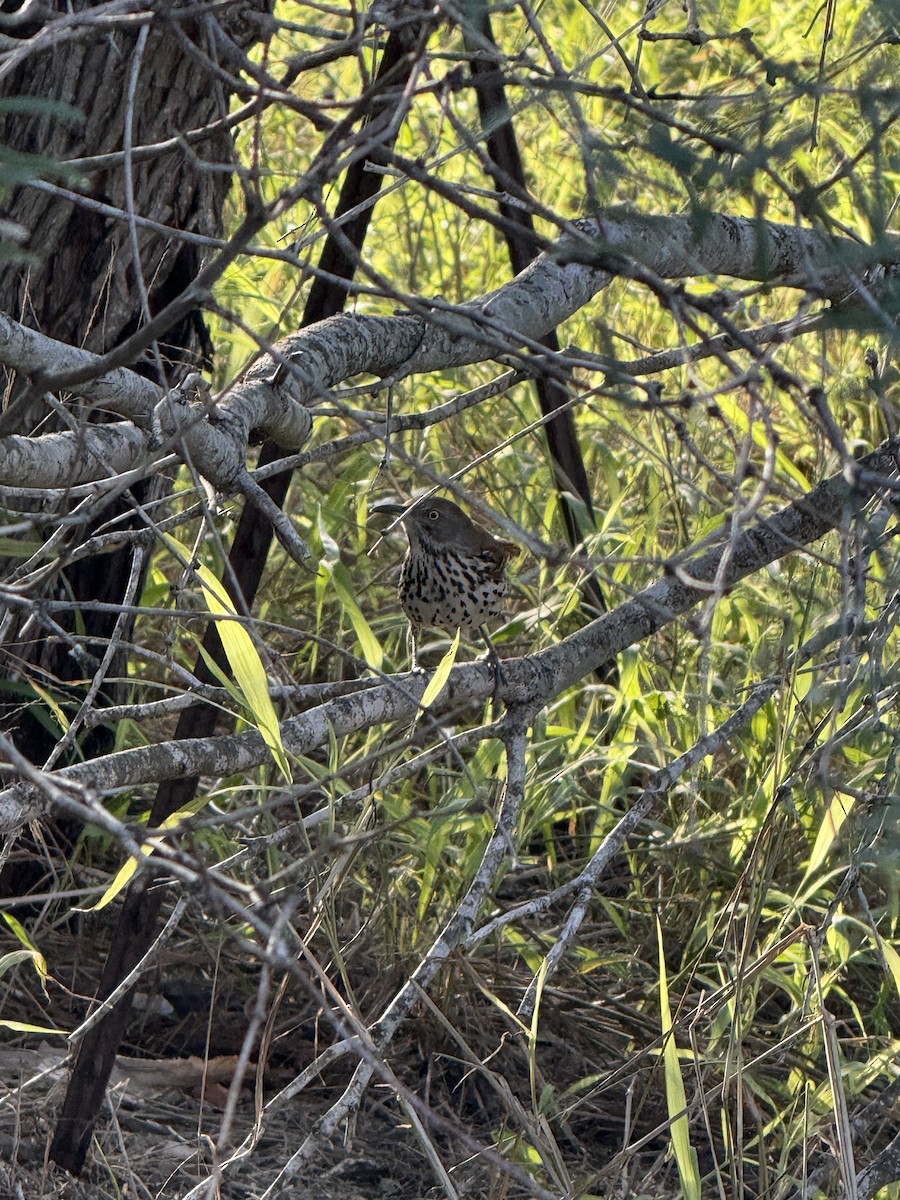 Long-billed Thrasher - ML647120854