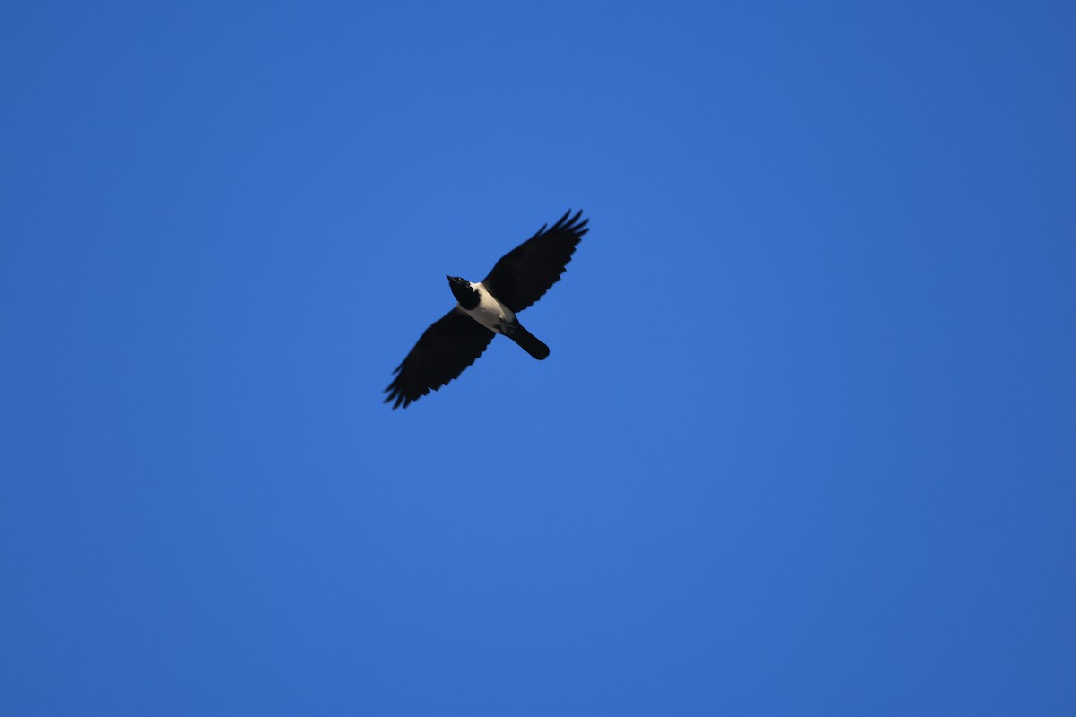 Daurian Jackdaw - ML647120855