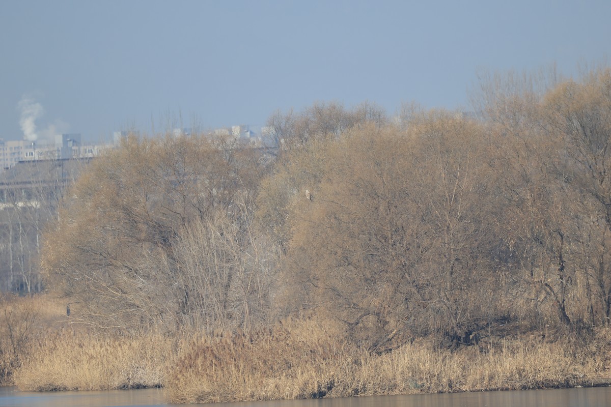 káně stepní - ML647120860