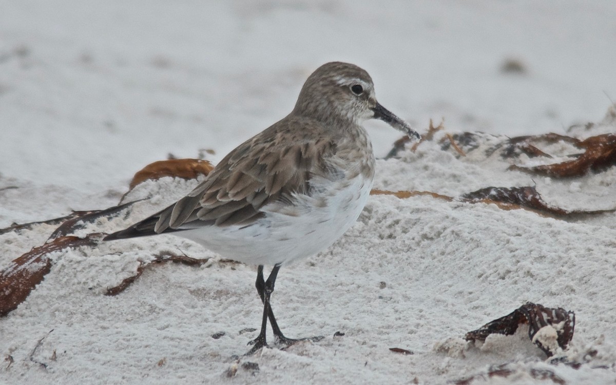 חופית לבנת-שת - ML647120868