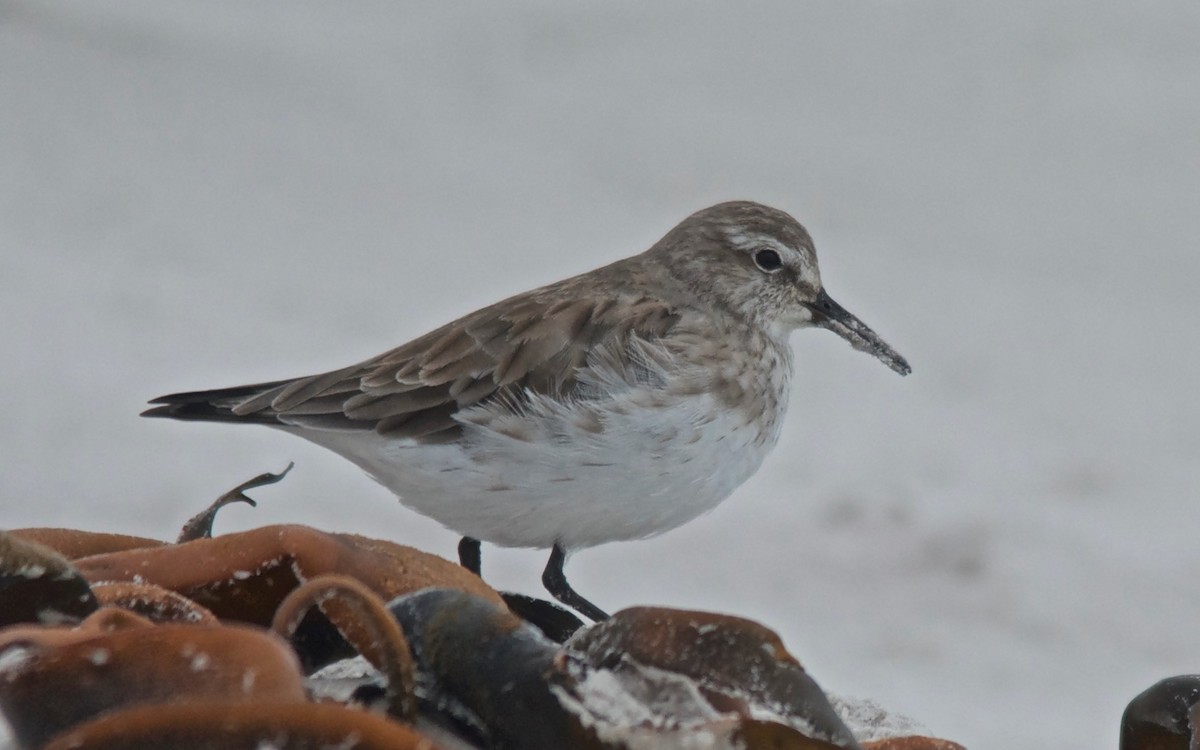 חופית לבנת-שת - ML647120869
