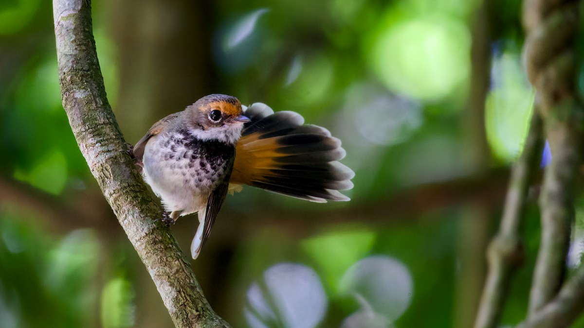 Australian Rufous Fantail - ML647120873