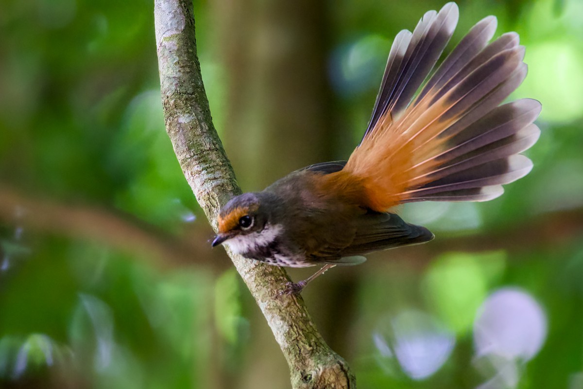Australian Rufous Fantail - ML647120878