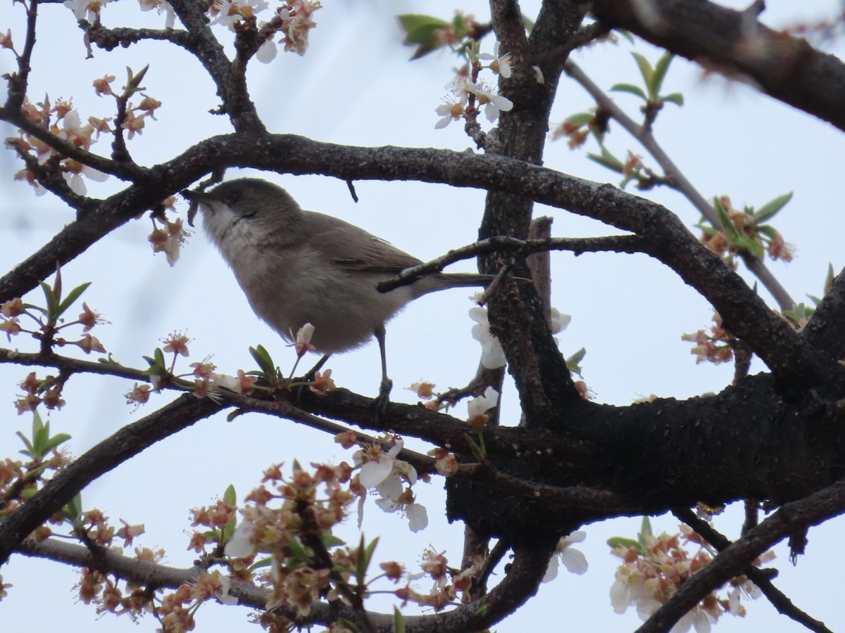 Lesser Whitethroat - ML647120881