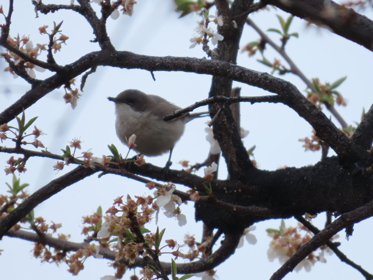 Lesser Whitethroat - ML647120885