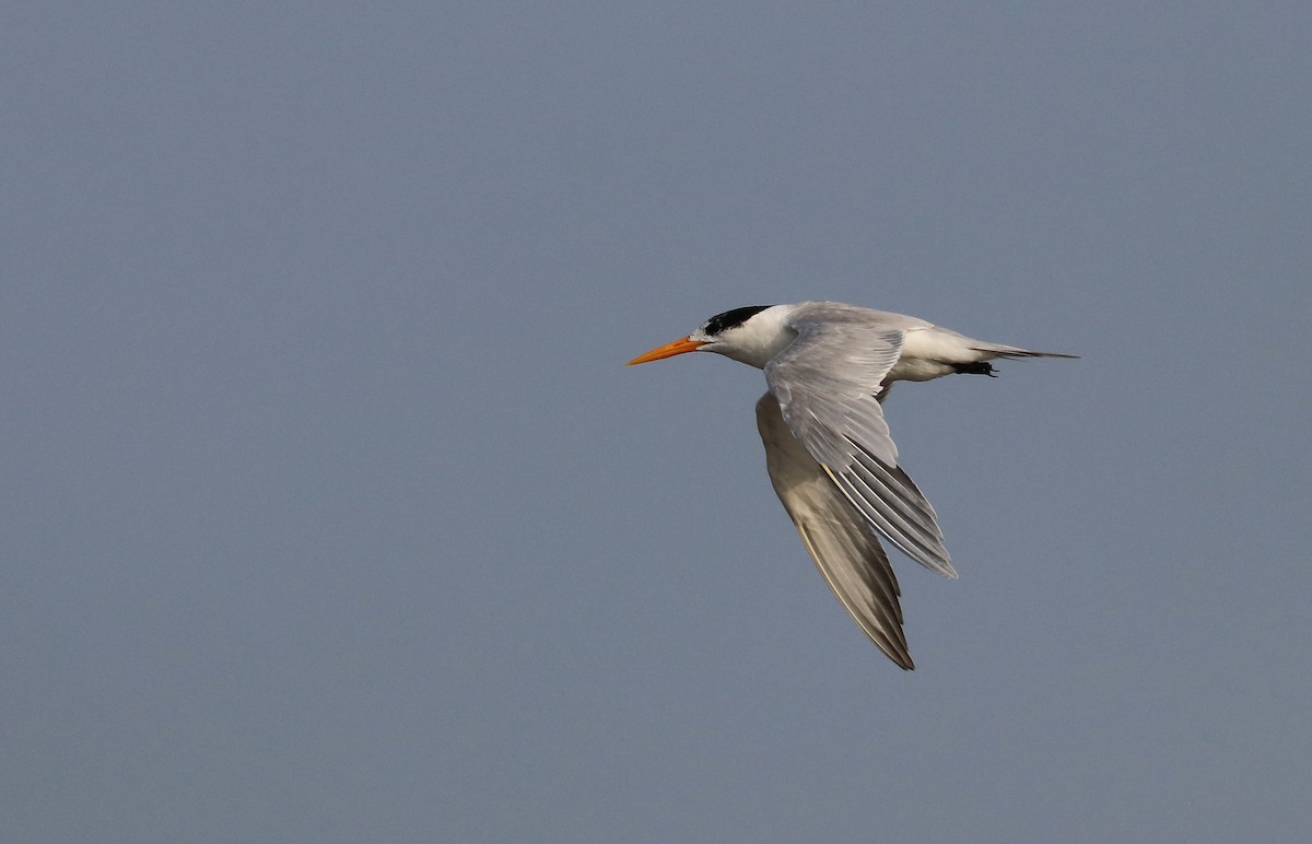 rybák oranžovozobý - ML647120887