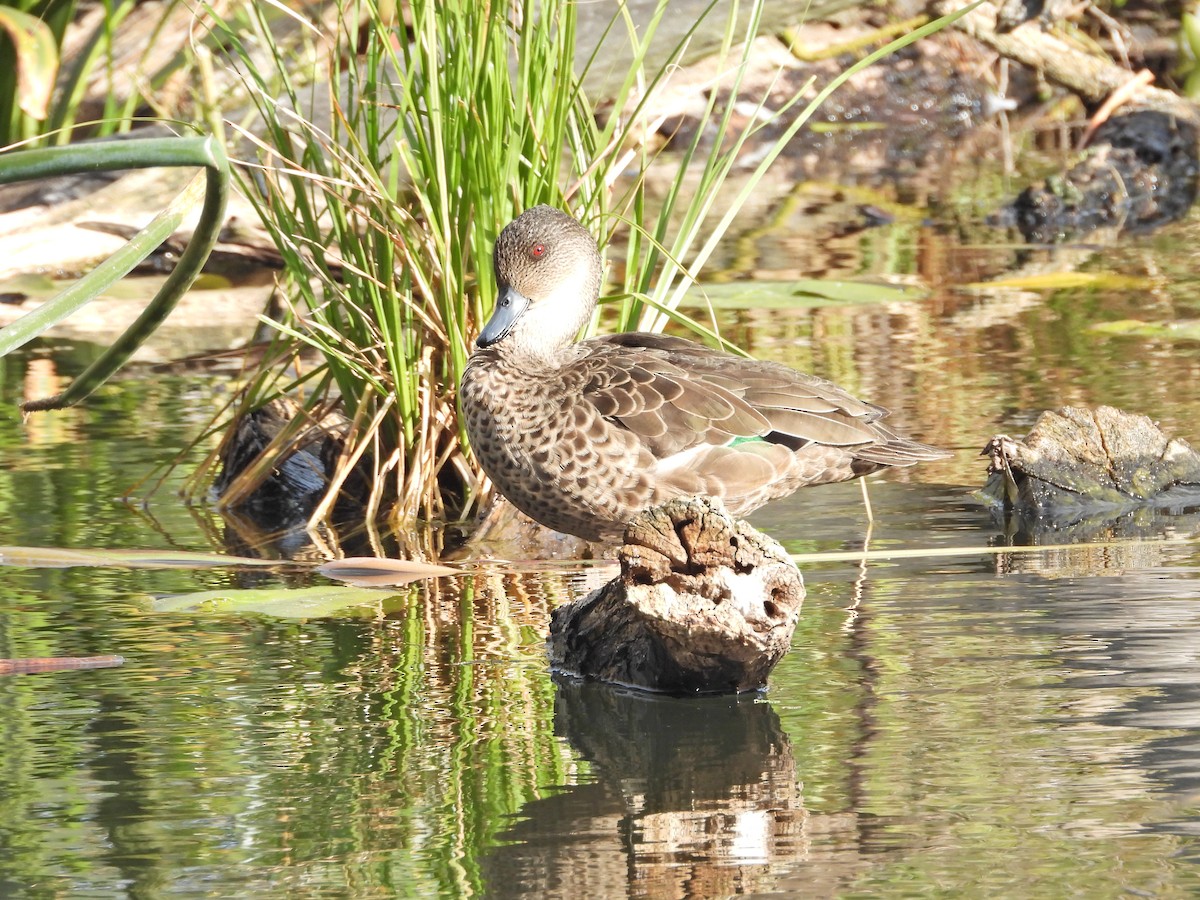 Australente - ML647120890