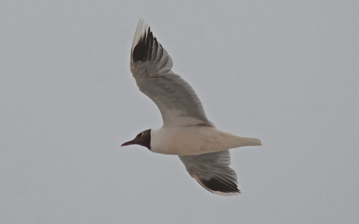 Brown-hooded Gull - ML647120893