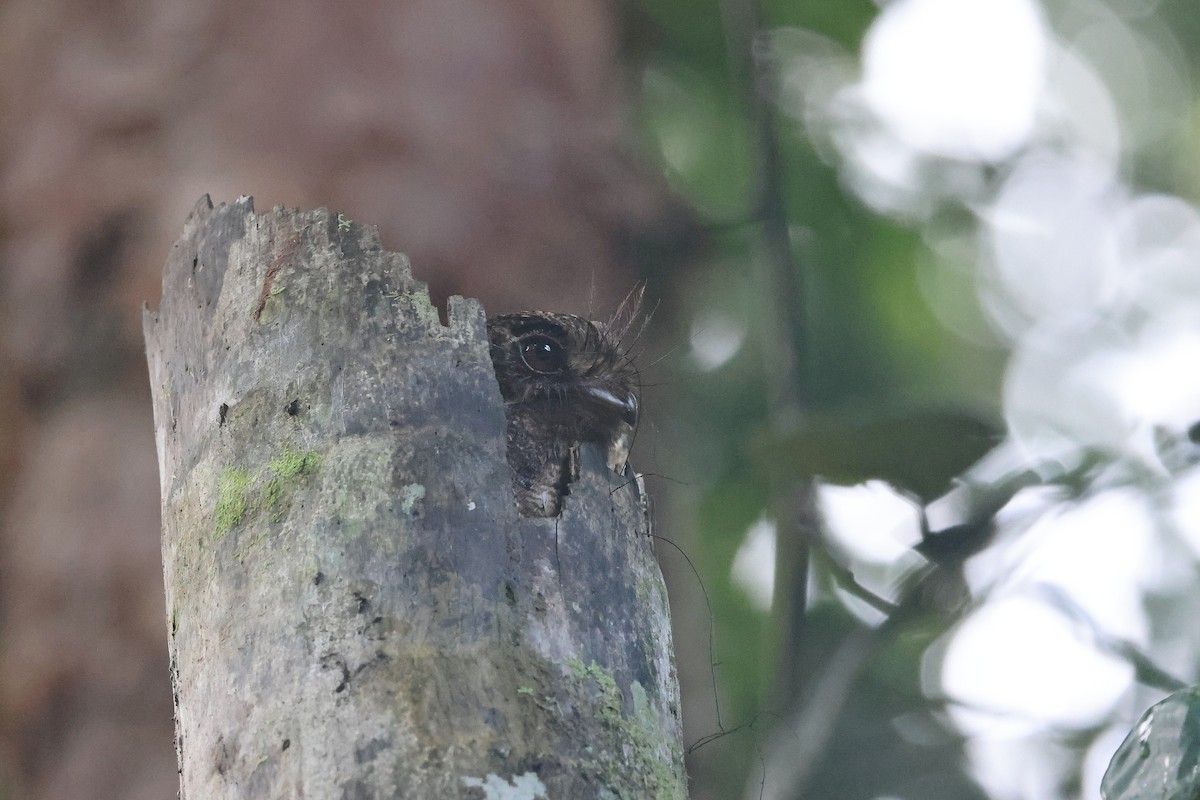 Еготело молуцький - ML647120894