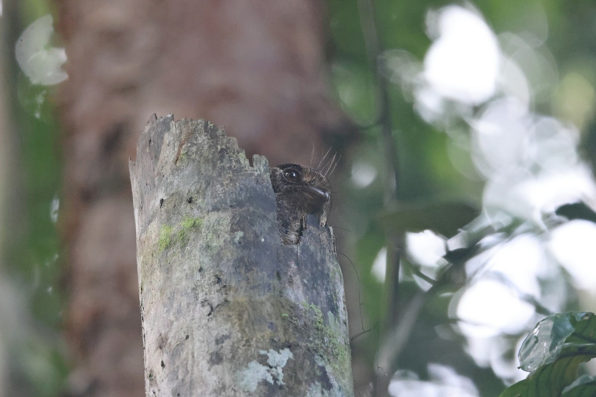 Еготело молуцький - ML647120895