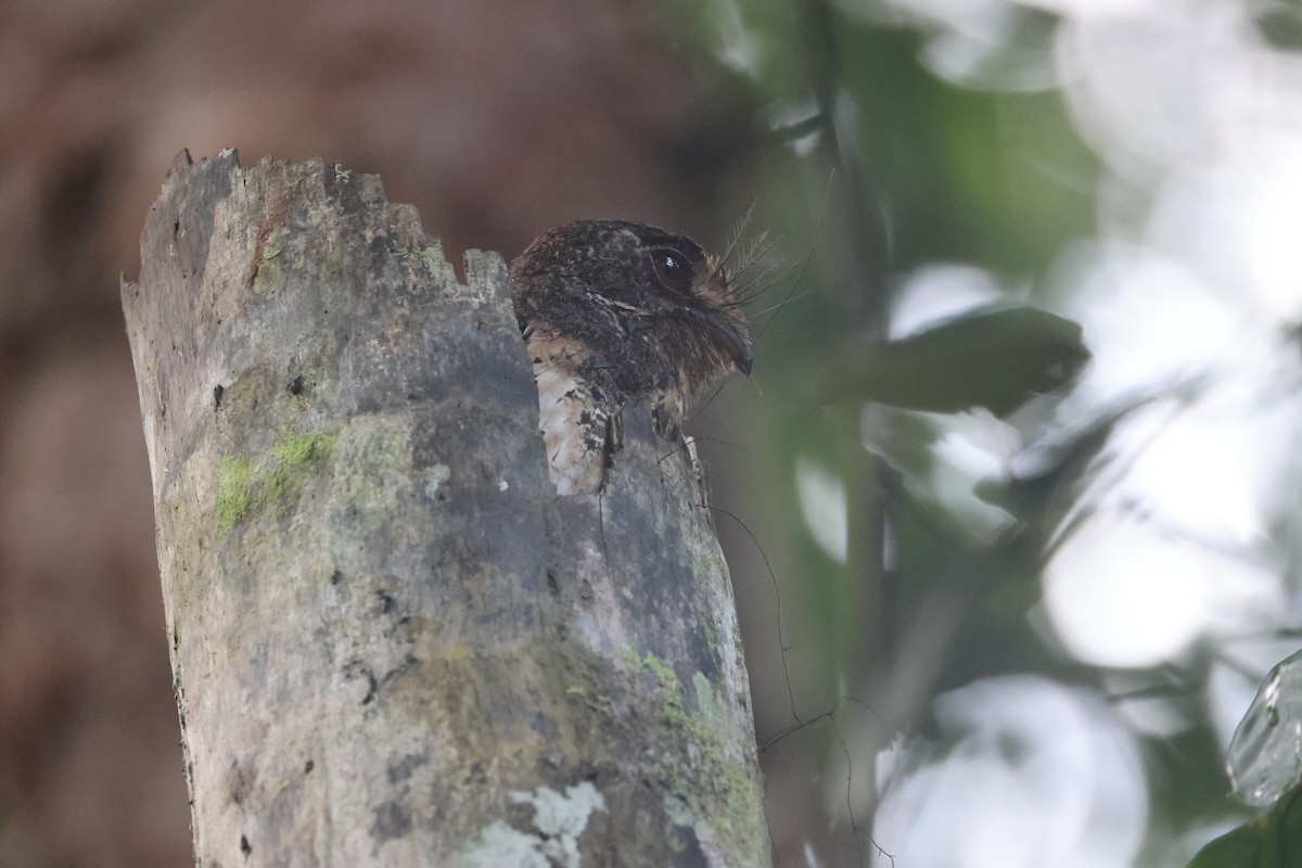 Еготело молуцький - ML647120896