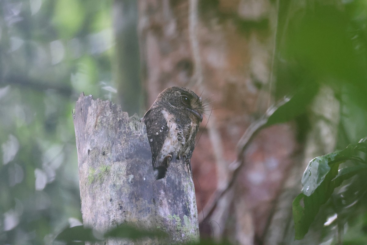 Еготело молуцький - ML647120897